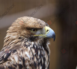 Portrait of Imperial Eagle